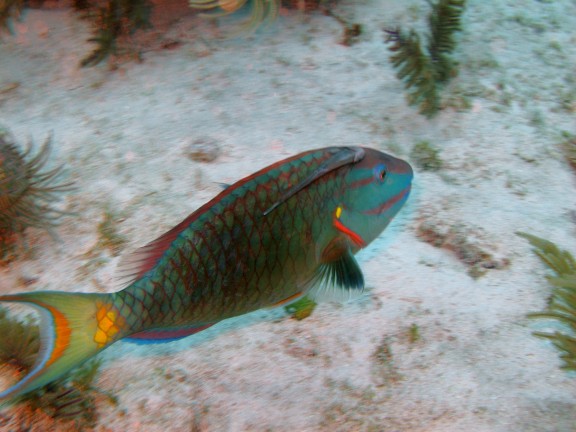 Key Largo