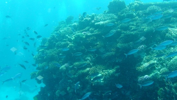 Red Sea