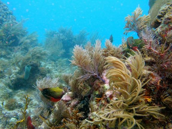 Key Largo