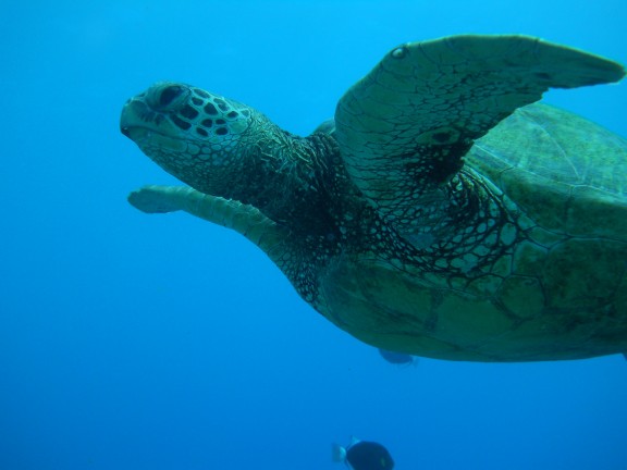 Honolulu, United States
