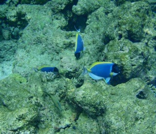 Fihalholi, Maldives