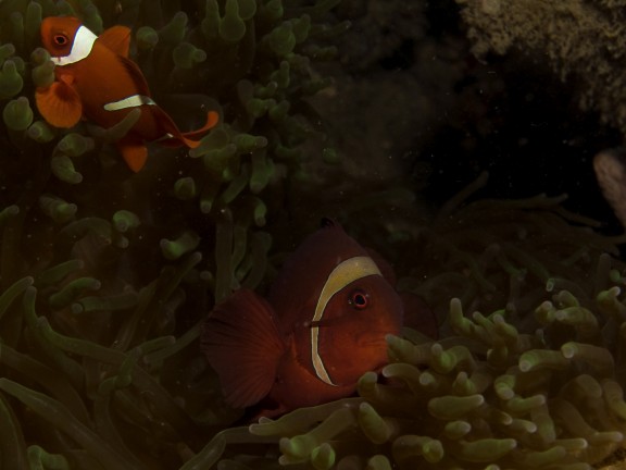 Bunaken north Sulawesi Indonesia