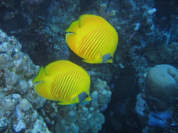 egitto sharm