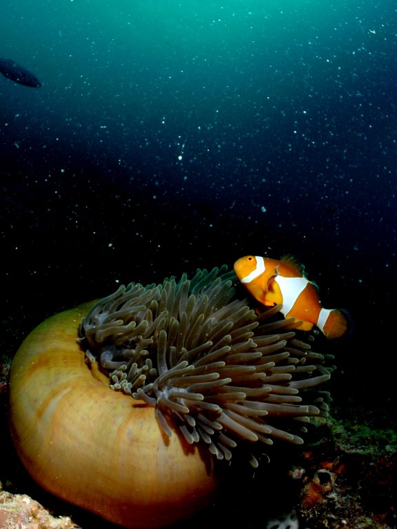 Borneo