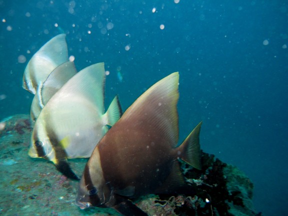 port blair andamans