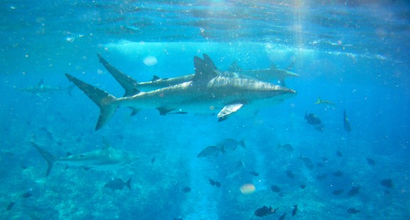 Alice Town, The Bahamas