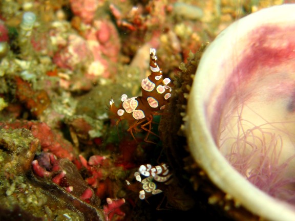 Cebu, Filippinerna