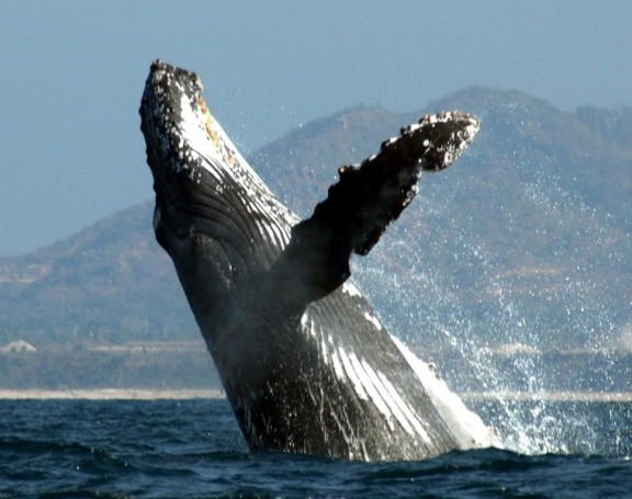 Puerto Vallarta