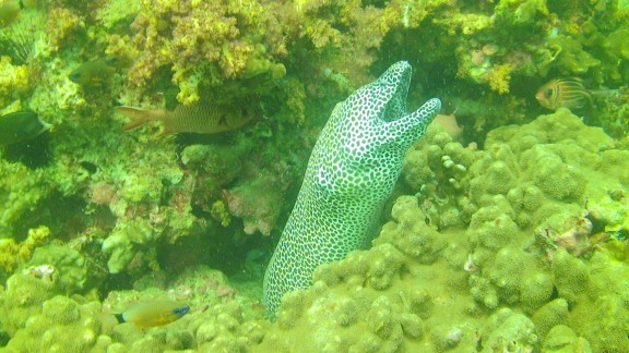 The Gulf of Oman