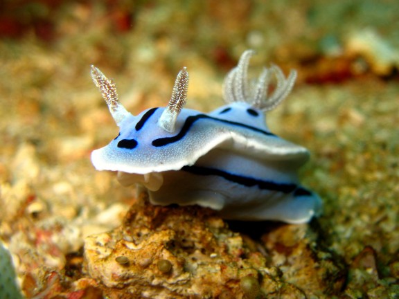 Cebu, Filippinerna
