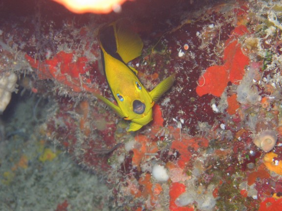Honduras Roatan