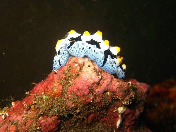 Baturiti, Indonesien