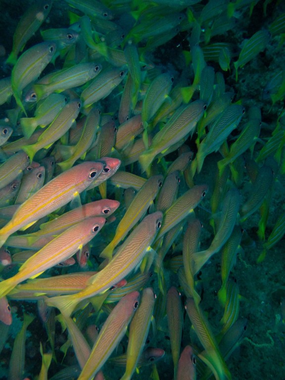 Andaman, India