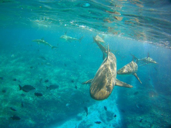 Alice Town, The Bahamas - fish
