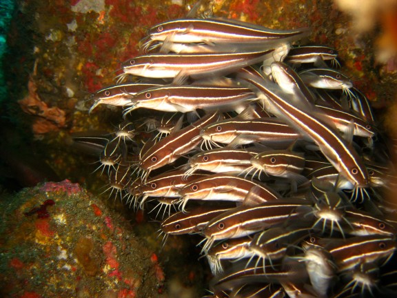 Baturiti, Indonesien
