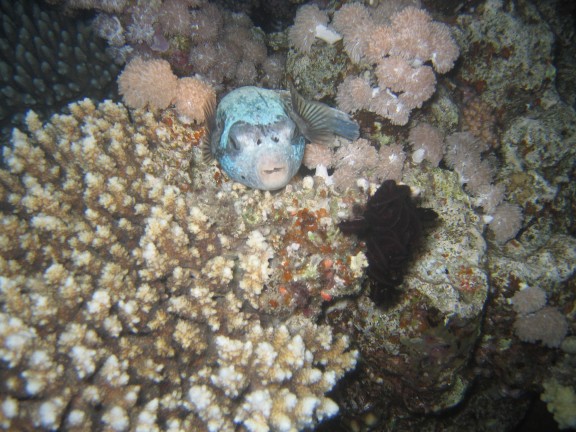 egitto sharm
