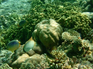 Fihalholi, Maldives