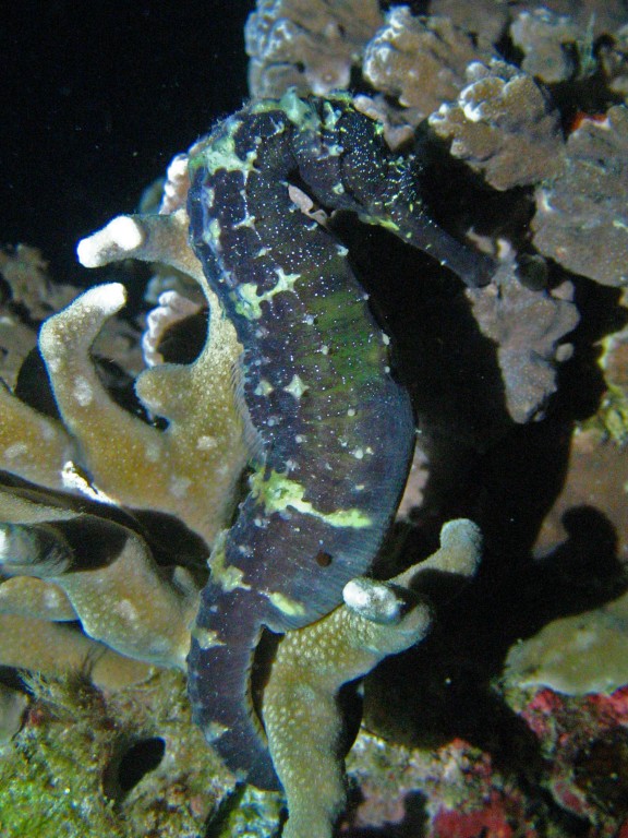 Cebu, Filippinerna