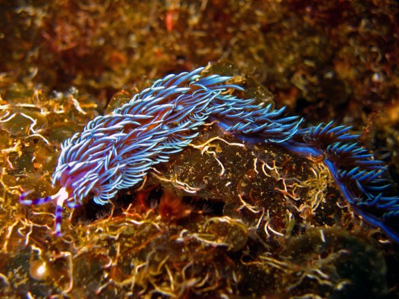 Cebu, Filippinerna