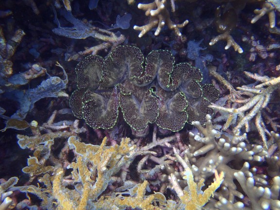 Pahang, Malaysia