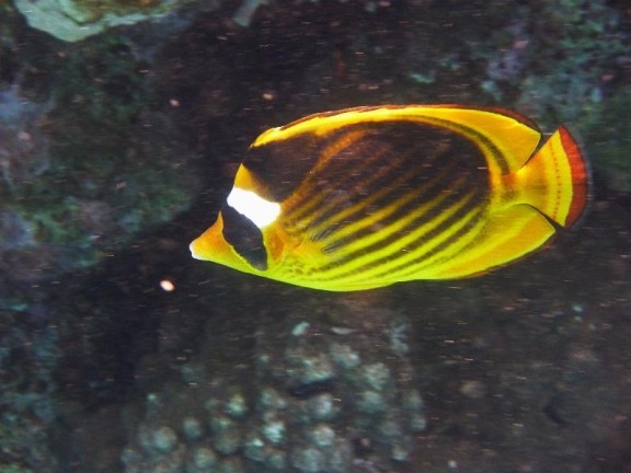 Dahab, Egypt