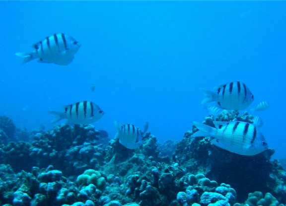 Honolulu, United States
