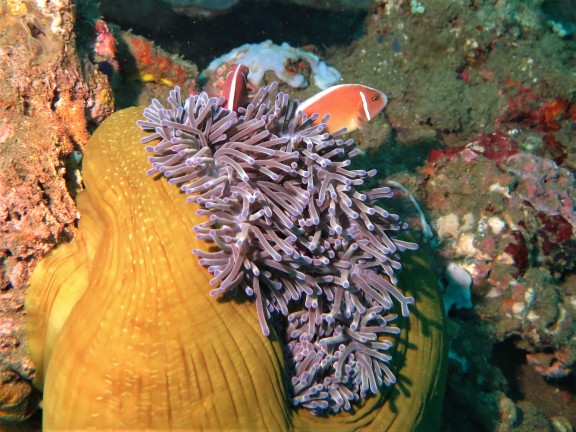 Dauin, Philippinen