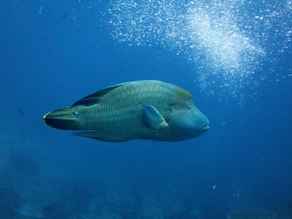 Komodo, Indonésie