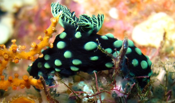 Gerokgak, Indonesia