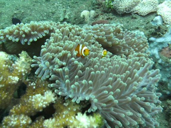 Kubu, Indonesia