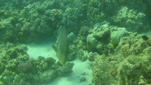 Red Sea