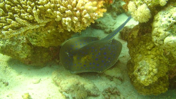 Red Sea