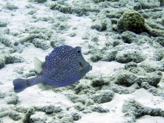 Kralendijk, Netherlands Antilles