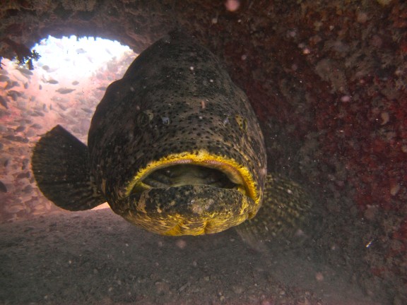 Veteran's Reef