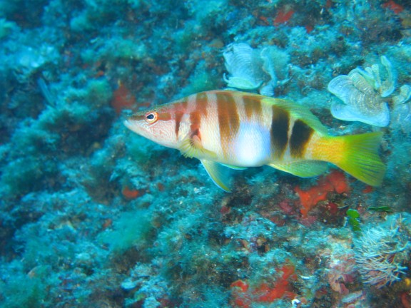 Reef Cala Serena