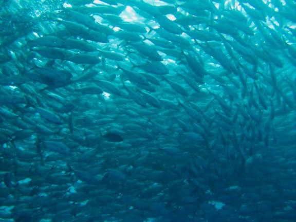 Kubu, Indonesia