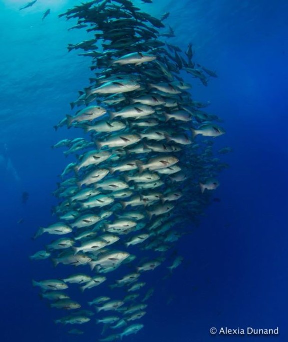 Qesm Sharm Ash Sheikh, Egypt