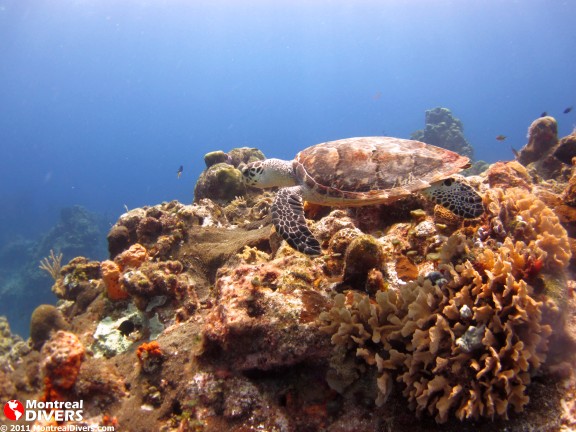 Quintana Roo, Mexique