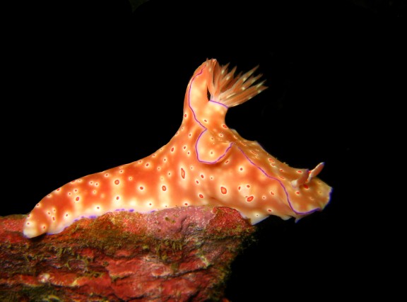 Cebu, Filippinerna