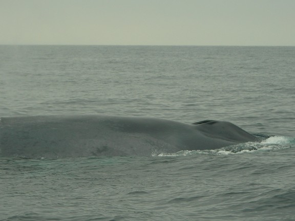 Pacific Ocean