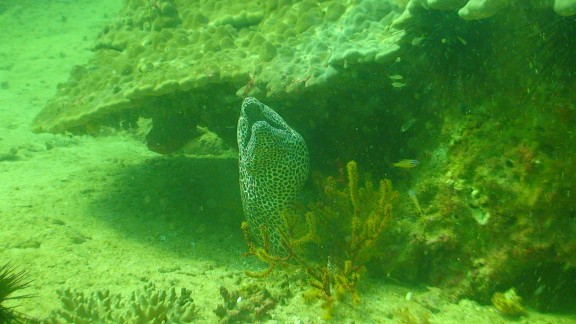 The Gulf of Oman