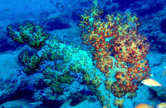 Andaman, India