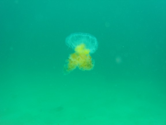 Catalina Island, CA