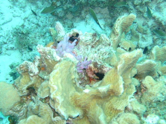 Kralendijk, Caribbean Netherlands