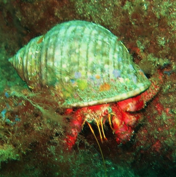 Mogán, Spanien