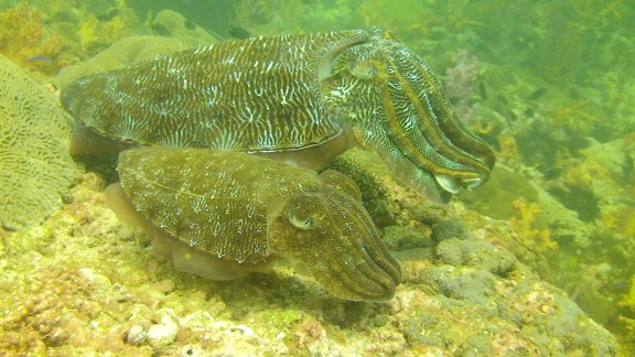The Gulf of Oman