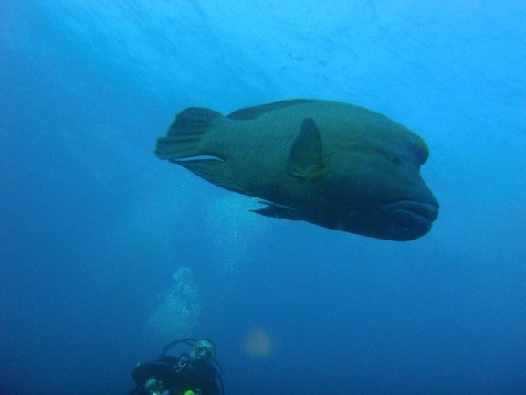 Biyadhoo