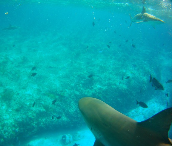 Alice Town, The Bahamas