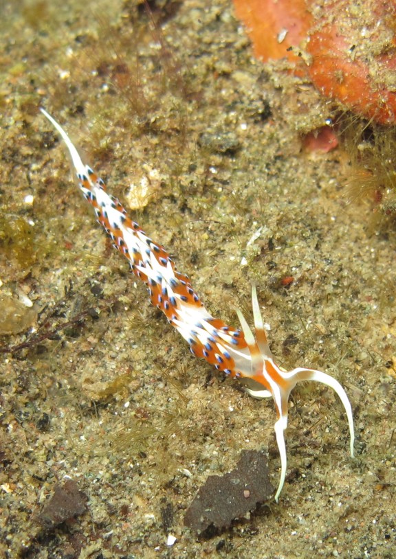 Nusa Tenggara Timur, Indonesia