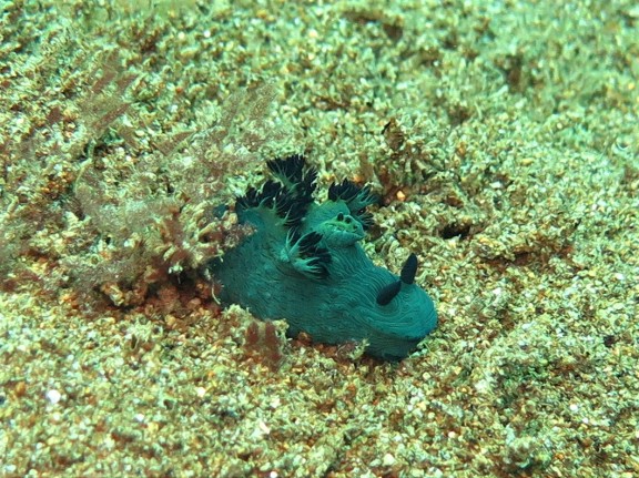 Dauin, Philippinen